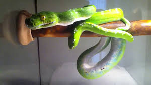 Check spelling or type a new query. Aru Green Tree Python High White With Blue Youtube