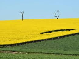 Objects fall to the ground because they are affected by the force of earth's gravitational field (see gravitation). Canola Fields Light Up Australian Harvest The Armidale Express Armidale Nsw