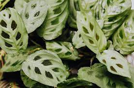 Check spelling or type a new query. Calathea Holes In Leaves Why Is This Happening Osera