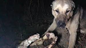 Kangal Kopekleri Kangal Dovusleri 18 Youtube