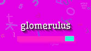 How do you say glomerulus in english, better pronunciation of glomerulus for your friends and family members. How To Say Glomerulus High Quality Voices Youtube