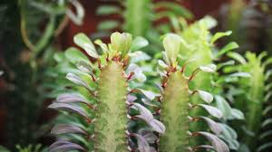 Image result for Euphorbia kilwana