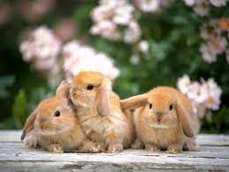 Do you mean what? or why? our bunny ate lettuce, and carrots and apples too. Why Is My Rabbit Shaking Causes And Treatment