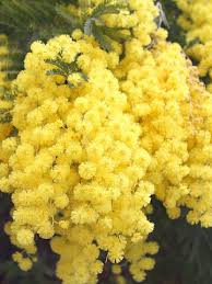 Image result for Acacia fleckii