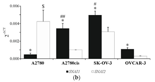 The cindy margurita strawberry and basal : Ijms January 2 2021 Browse Articles
