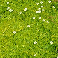 Image result for Sagina