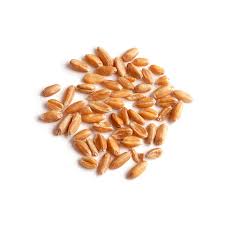Spelt Grain Australian Organic The Wholefood Collective