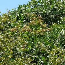 Image result for Julbernardia globiflora