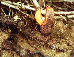 Image result for Hydnora