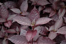 Image result for Alternanthera