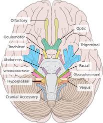A nerve transmits electrical impulses. Vestibulocochlear Nerve Wikipedia