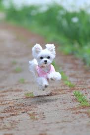 15 Cutest Puppies Ever Sevimli Hayvan Yavrulari Sevimli Kopek Yavrulari Komik Hayvan