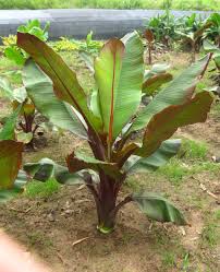 Image result for Ensete ventricosum