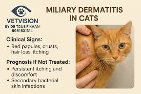 Image result for Feline Miliary Dermatitis