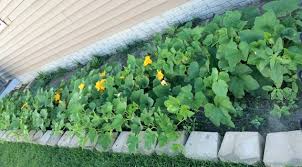 Make the mounds 8 to 12 inches wide. How Not To Grow A Pumpkin Patch