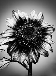 Black And White Sunflower Pictures Holga Sunflower By Digiphotography White Sunflowers Sunflower Black And White Sunflower Tattoo