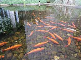 Maybe you would like to learn more about one of these? Pond Tips For June Water Gems