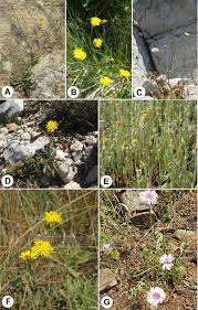 Image result for Crepis