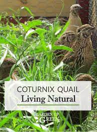 Coturnix Quail Living Naturally Garden Up Green Raising Quail Quail Quail Coop