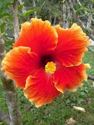 National Flower Of Malaysia A Size Of My Palm Comes In Variety Color Red One I Always Love Flowers Botanical Flower Power