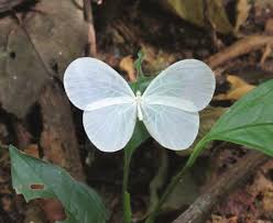 Image result for Pentarhopalopilia