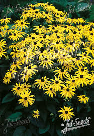 Image result for Julbernardia seretii