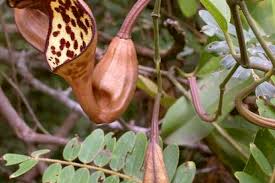 Image result for Aristolochia promissa