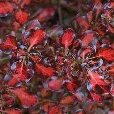 Image result for Coptosperma rhodesiacum