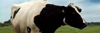 Comment les vaches font du lait ? Planetoscope Statistiques Production De Lait Par Une Vache
