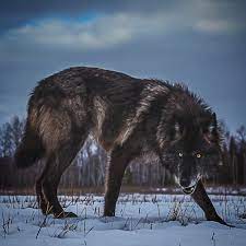 Giant Black Wolf In Defense Mode Nature Photography Makeup Quotes Light Art Aesthetic Forest Beauty C Wolf Photography Black Wolf Wolf Spirit Animal