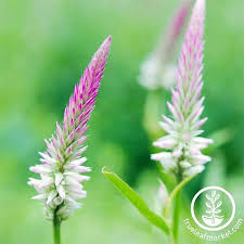 Celosia Seeds Wheat Flamingo Series Decorative Plant Flower Seed Annual Flowers Flower Seeds Garden Seeds