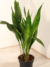 Image result for Aspidistra