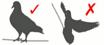 This is a good rule of thumb for anything that you don't want in your yard anymore. Solved How To Keep Pigeons Away From Bird Feeders