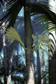 Image result for Dictyosperma