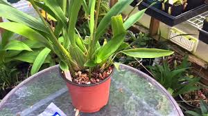 No matter if you're a beginner or an expert, they'll bring something unique to your arrangement. How To Stake A Huge Oncidium Sharry Baby Orchid Spikes With Fresh Bamboo Canes Youtube