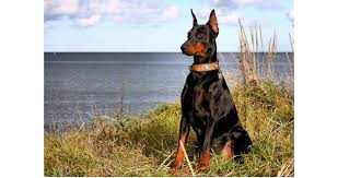 The dobermann breed requires a medium sized, powerful, muscular dog. Perfect Balanced Diet For Your Doberman