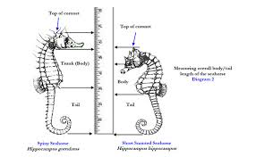 seahorse morphometry hippocampus marine institute