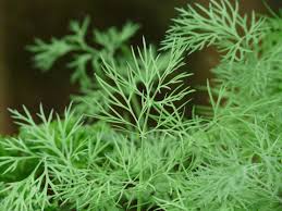 Growing Dill in New England — The Herb That Keeps Coming Back