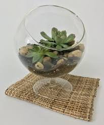 Blocked Tillandsia Terrarium Succulents Garden Small Succulents Succulent Arrangements Glass