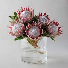 Our Favorite Flowers Studio Alyse Protea Flower King Protea Dried Flower Bouquet