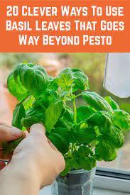 20 Clever Ways To Use Basil Leaves That Goes Way Beyond Pesto Basil Leaves Easy Herbs To Grow Drying Herbs