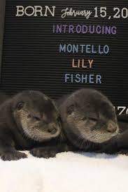 Otters are carnivorous mammals in the subfamily lutrinae.the 13 extant otter species are all semiaquatic, aquatic or marine, with diets based on fish and invertebrates.lutrinae is a branch of the mustelidae family, which also includes weasels, badgers, mink, and wolverines, among other animals. 3 Adorable Otter Pups Born At Henry Vilas Zoo
