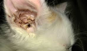 Mereka bilang itu kutu babi. Tanda Kutub Telinga Pada Manusia Dan Haiwan Gejala Parasit Dan Kaedah Rawatan Di Rumah