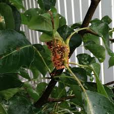 Tips on watering a pear tree. How To Treat Disease On Cleveland Pear Tree 328068 Ask Extension