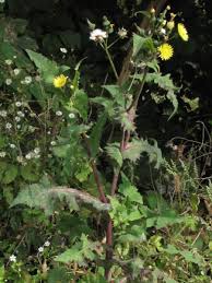 Image result for Sonchus oleraceus