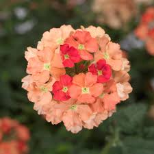 Image result for foto verbena