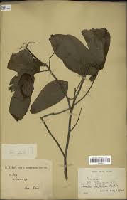 Image result for Monodora grandidieri