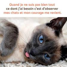 Poeme Pour Mon Chat Que J Aime 13 Magnifiques Poemes Felins Chat Son Chat Citation Chat