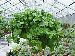 Plectranthus australis swedish ivy is a fast growing, spreading, evergreen perennial plant from south africa that is closely related to the coleus.they are not from sweden, nor are they a true ivy. Swedish Ivy University Of Florida Institute Of Food And Agricultural Sciences