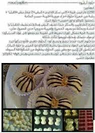 Pin By Hafida On Patisserie Truffle Cookies Tunisian Food Food Recipies